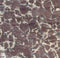 Grottenpapier Rotspapier - Knutselpapier - 200 x 70 cm - 3 Rollen