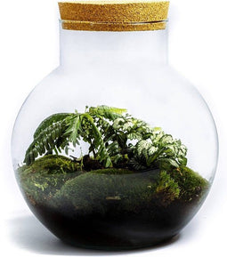 Growing Concepts Bolder terrarium - Biophytum plant 30cm / 18cm / Glas - Terrarium: Corks, terrarium, biophytum