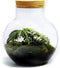 Growing Concepts Bolder terrarium - Biophytum plant 30cm / 18cm / Glas - Terrarium: Corks, terrarium, biophytum