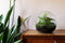 Growing Concepts DIY Duurzaam Ecosysteem Biodome ficus - H30xØ30cm