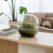 Growing Concepts DIY Duurzaam Ecosysteem Biodome ficus - H30xØ30cm