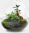 Growing Concepts DIY Duurzaam Ecosysteem Biodome ficus - H30xØ30cm