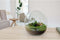 Growing Concepts DIY Duurzaam Ecosysteem Biodome ficus - H30xØ30cm