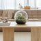 Growing Concepts DIY Duurzaam Ecosysteem Biodome ficus - H30xØ30cm
