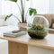 Growing Concepts DIY Duurzaam Ecosysteem Biodome ficus - H30xØ30cm