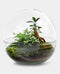 Growing Concepts DIY Duurzaam Ecosysteem Biodome ficus - H30xØ30cm