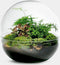 Growing Concepts DIY Duurzaam Ecosysteem Biodome - Planten - Botanische Mix - H30xØ30cm
