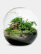Growing Concepts DIY Duurzaam Ecosysteem Biodome - Planten - Botanische Mix - H30xØ30cm