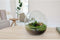 Growing Concepts DIY Duurzaam Ecosysteem Biodome - Planten - Botanische Mix - H30xØ30cm