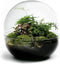 Growing Concepts DIY Duurzaam Ecosysteem Biodome - Planten - Botanische Mix - H30xØ30cm