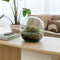 Growing Concepts DIY Duurzaam Ecosysteem Biodome - Planten - Botanische Mix - H30xØ30cm
