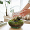 Growing Concepts DIY Duurzaam Ecosysteem Biodome - Planten - Botanische Mix - H30xØ30cm