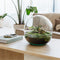 Growing Concepts DIY Duurzaam Ecosysteem Biodome - Planten - Botanische Mix - H30xØ30cm