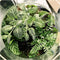Growing Concepts DIY Duurzaam Ecosysteem Bol Demeter Giant met Lamp - Planten - Botanische Mix - H42xØ40cm