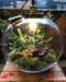 Growing Concepts DIY Duurzaam Ecosysteem Bol Demeter Giant met Lamp - Planten - Botanische Mix - H42xØ40cm