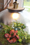 Growing Concepts DIY Duurzaam Ecosysteem Bol Demeter Giant met Lamp - Planten - Botanische Mix - H42xØ40cm