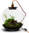 Growing Concepts DIY Duurzaam Ecosysteem Bol Demeter Giant met Lamp - Planten - Botanische Mix - H42xØ40cm