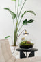 Growing Concepts DIY Duurzaam Ecosysteem Bol Demeter Giant met Lamp - Planten - Botanische Mix - H42xØ40cm