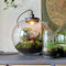 Growing Concepts DIY Duurzaam Ecosysteem Bol Demeter Giant met Lamp - Planten - Botanische Mix - H42xØ40cm