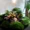 Growing Concepts DIY Duurzaam Ecosysteem Bol Demeter Giant met Lamp - Planten - Botanische Mix - H42xØ40cm