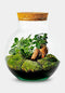 Growing Concepts DIY Duurzaam Ecosysteem Bol met Kurk - Planten - Ficus Ginseng - H30xØ18cm
