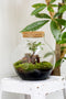 Growing Concepts DIY Duurzaam Ecosysteem Bol met Kurk - Planten - Ficus Ginseng - H30xØ18cm