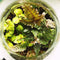 Growing Concepts DIY Duurzaam Ecosysteem Bol met Kurk - Planten - Ficus Ginseng - H30xØ18cm