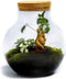 Growing Concepts DIY Duurzaam Ecosysteem Bol met Kurk - Planten - Ficus Ginseng - H30xØ18cm