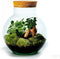 Growing Concepts DIY Duurzaam Ecosysteem Bol met Kurk - Planten - Ficus Ginseng - H30xØ18cm