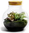 Growing Concepts DIY Duurzaam Ecosysteem Bol met Kurk - Planten - Ficus Ginseng - H30xØ18cm