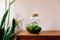Growing Concepts DIY Duurzaam Ecosysteem Bol met Kurk - Planten - Ficus Ginseng - H30xØ18cm