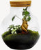 Growing Concepts DIY Duurzaam Ecosysteem Bol met Kurk - Planten - Ficus Ginseng - H30xØ18cm