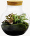 Growing Concepts DIY Duurzaam Ecosysteem Bol met Kurk - Planten - Ficus Ginseng - H30xØ18cm