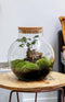 Growing Concepts DIY Duurzaam Ecosysteem Bol met Kurk - Planten - Ficus Ginseng - H30xØ18cm
