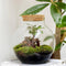 Growing Concepts DIY Duurzaam Ecosysteem Bol met Kurk - Planten - Ficus Ginseng - H30xØ18cm