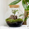Growing Concepts DIY Duurzaam Ecosysteem Bol met Kurk - Planten - Ficus Ginseng - H30xØ18cm