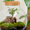 Growing Concepts DIY Duurzaam Ecosysteem Bol met Kurk - Planten - Ficus Ginseng - H30xØ18cm