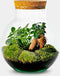 Growing Concepts DIY Duurzaam Ecosysteem Bol met Kurk - Planten - Ficus Ginseng - H30xØ18cm