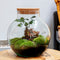 Growing Concepts DIY Duurzaam Ecosysteem Bol met Kurk - Planten - Ficus Ginseng - H30xØ18cm