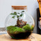 Growing Concepts DIY Duurzaam Ecosysteem Bol met Kurk - Planten - Ficus Ginseng - H30xØ18cm