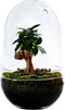 Growing Concepts DIY Duurzaam Ecosysteem Egg Large - Planten - Ficus Ginseng - H30xØ18cm