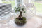 Growing Concepts DIY Duurzaam Ecosysteem Egg Large - Planten - Ficus Ginseng - H30xØ18cm