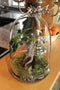 Growing Concepts DIY Duurzaam Ecosysteem Egg Large - Planten - Ficus Ginseng - H30xØ18cm