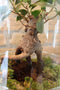 Growing Concepts DIY Duurzaam Ecosysteem Egg Large - Planten - Ficus Ginseng - H30xØ18cm