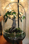 Growing Concepts DIY Duurzaam Ecosysteem Egg Large - Planten - Ficus Ginseng - H30xØ18cm