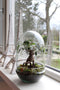 Growing Concepts DIY Duurzaam Ecosysteem Egg Large - Planten - Ficus Ginseng - H30xØ18cm