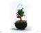Growing Concepts DIY Duurzaam Ecosysteem Egg Large - Planten - Ficus Ginseng - H30xØ18cm
