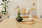 Growing Concepts DIY Duurzaam Ecosysteem Egg Large - Planten - Ficus Ginseng - H30xØ18cm
