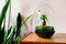 Growing Concepts DIY Duurzaam Ecosysteem Egg Large - Planten - Ficus Ginseng - H30xØ18cm