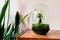 Growing Concepts DIY Duurzaam Ecosysteem Egg Large - Planten - Ficus Ginseng - H30xØ18cm